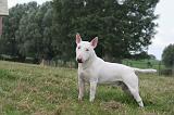 BULL TERRIER MINIATURE 089